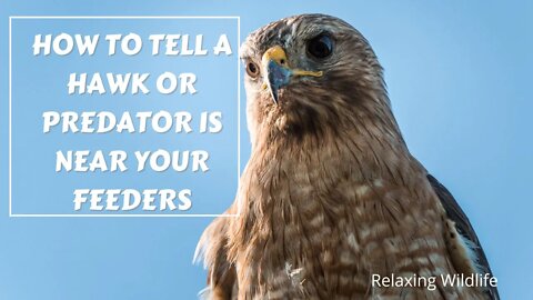 How You Can Tell a Predator is Near Your Bird Feeder or Yard