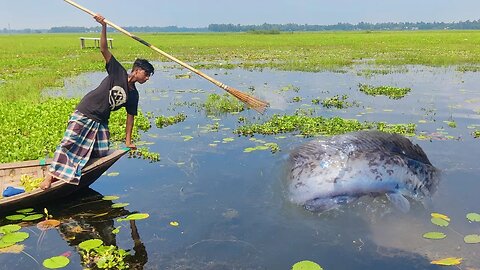 [ Traditional Boy Big Fish Catching Experience In River ] Amazing Boy Big Fish Catching In Bill