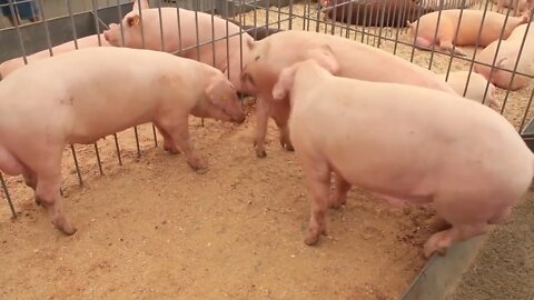 Pigs on livestock farm. Pig farming