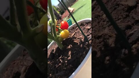 Cherry tomato plant up close Flower stage Prime