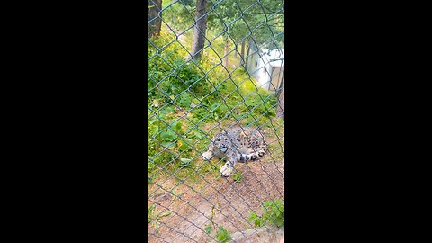 Snow Leopard In Pakistan 🔥🔥