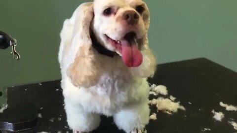 Step by step guide to groom a cocker spaniel tutorial