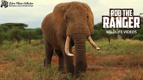 Elephants At An Amboseli Waterhole | Zebra Plains African Safari