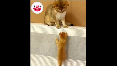 New Funny Videos 2024 😍 Funniest Cats & Dogs Videos🐶😹 Part 23