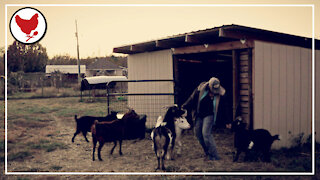 Evening Chores & the Temporary "Buckling Barn" | A Good Life Farm