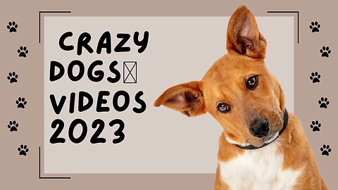 funniest animals videos - and crazy dogs🐶 videos 2023