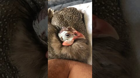 Disabled guinea fowl needs to touch owner's arm