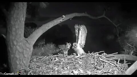 Dad Delivers a Bird 🦉 4/5/22 06:35