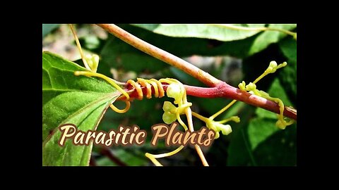 Parasitic plants