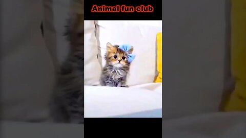 Funny Cats 😹 - Don't try to hold back Laughter 😂 - Funny Cats # 0020 😻