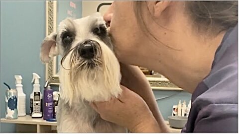 Daphne the Schnauzer performs for her Groom!