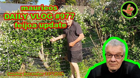 maurieos DAILY VLOG #977 feijoa update