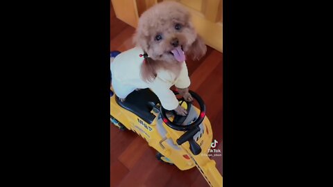 Smart Dog Doing What The Trainer Asks Her To Do