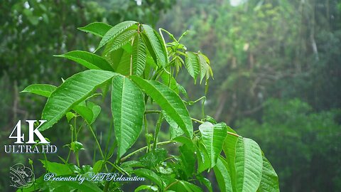 4K || Soothing music with soft raining || Healing Melody || Beautiful day