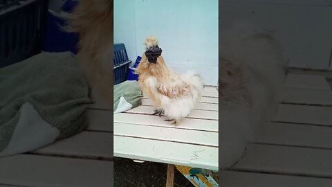 This is Cinnamon my buff Pyle Silkie Rooster