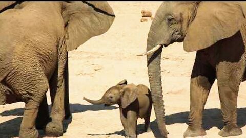 Cute Baby Elephant!