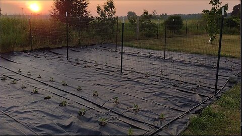 Okra, Eggplant, and Irrigation Talk