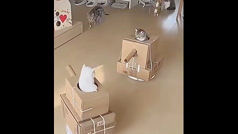 🤖 Kitty Roomba vs. Cardboard Tank—Epic Showdown! 🐱💥