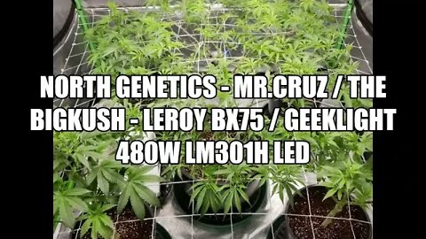 "Feeling Scroggy" S2 EP1 / Geeklight LED / North Genetics 👽 / Leroy Bx75 / tunes🎸