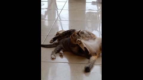 cute dancing kittens