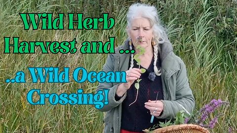 Wild Herb Harvest and a Wild Ocean Crossing