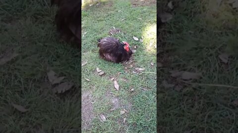 Orpington Rooster having a rest and Goose eating some grass