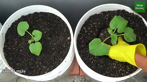 Growing Snow Leopard Melon,bear fruit all summer