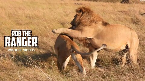 Lions Making Cubs | Maasai Mara Safari | Zebra Plains