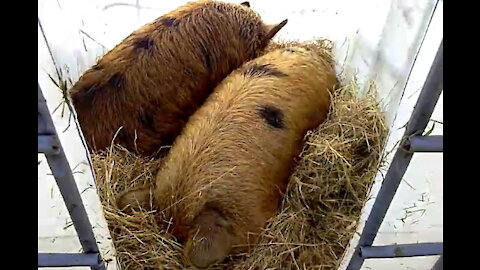 Let Sleeping Pigs Lie!