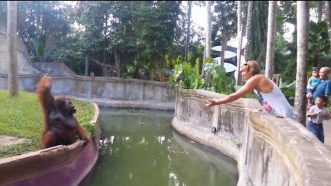 Man Tosses Treat At An Orangutan. What Happens Next Has Everyone In Disbelief!