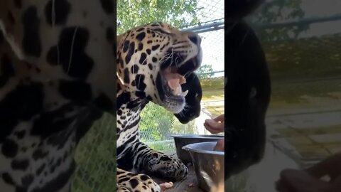 Man feeding tiger 🐅 | #Shorts #Animals #Tiger