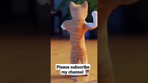 beautiful cat belly dance #cat #funnyvideo #funnycats