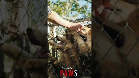 🐶 #PAWS - Wagging Tails and Love: Dogs' Anticipation at the Feeding Fence 🐾