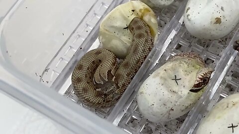 My First Hognose Hatchling Video of 2023!