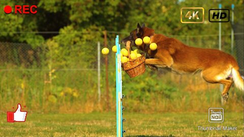 Trained dog stunts, high jump with basket of ball #traineddog