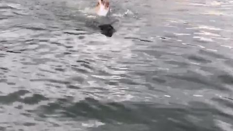 Swimming Dog Helps Other Dog In The Water