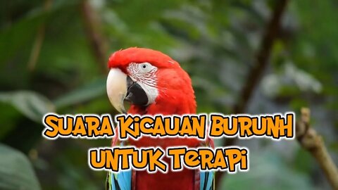 Backsound Relaksasi Suara Burung Berkicau