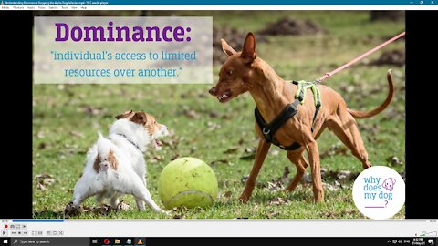 Understanding dog DOMINANT/AGGRESSIVE behaviour!