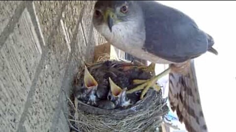 The scary moment a hawk steals two baby birds from their nest