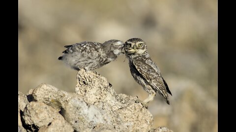 Attacking Falcon 😬😬😬😬🐟🦅🐟🦅