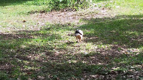 Feeding Fledgling Red-Shouldered Hawks While Crows Complain