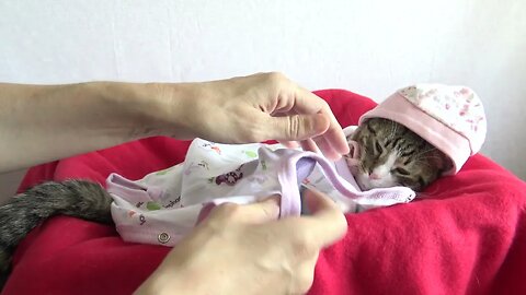 Cat Is Dressed as a Baby