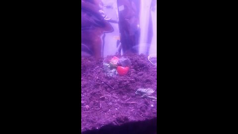 MIKOS FIRST TOMATO 🍅