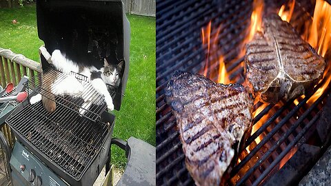 So, What Will It Be - Cat or Steak?