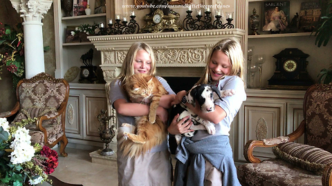 Twins show cat that he's bigger than Great Dane puppy