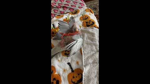 Miniature rose cockatoo Doing jujitsu