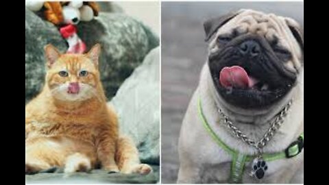 FunNnY cAt And DoG... Try not to laugh....