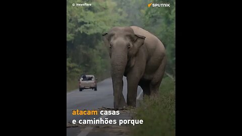 Elefante mostra todo seu apetite por cana-de-açúcar na Tailândia