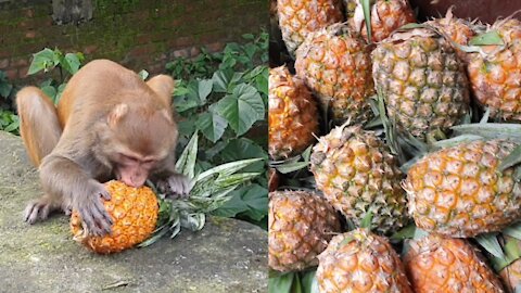 feeding home made sugar free ice-cream to the monkey | monkey like to eat ice-cream | feeding monkey