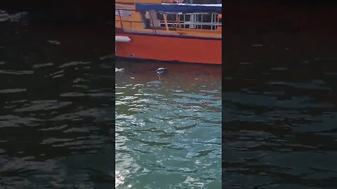 Atlantic Seal swims alongside boat #animals #wildlife #shorts #subscribe #shortsvideo #video #sea